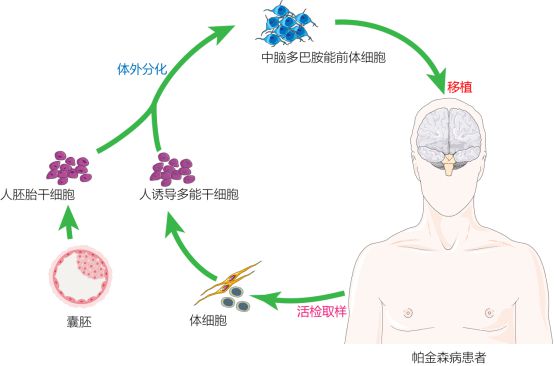 復旦校友領航，躍賽生物獲數千萬元天使輪融資，深耕干細胞治療新賽道