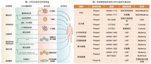 細胞技術 掘金近5000億藍海，把握前沿領域的十倍股機遇